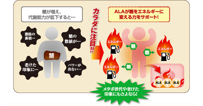 糖が増え、代謝能力が低下すると・・・ALAが糖をエネルギーに変える力をサポート!体に注目 メタボ世代や老けた印象にもさよなら