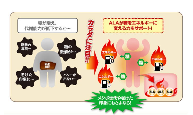 糖が増え、代謝能力が低下すると・・・ALAが糖をエネルギーに変える力をサポート!体に注目 メタボ世代や老けた印象にもさよなら